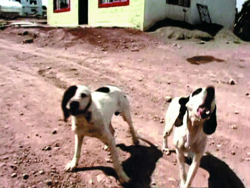 Francis Alÿs El Gringo, 2004 Still single channel video (color, sound) 4’ 12’’ Courtesy Sammlung Goetz