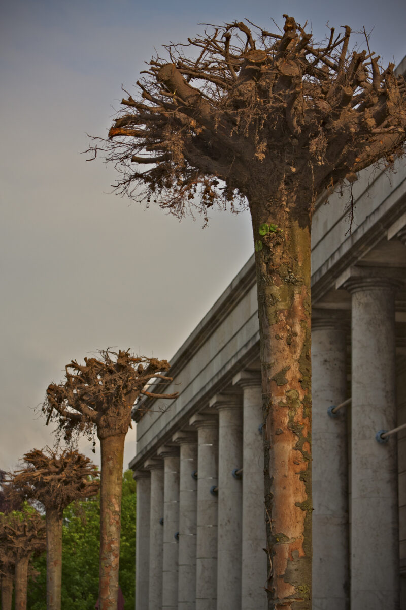 Gustav Metzger Strampelde Bäumf Installation mit kopfüber gestürzten Bäumen auf der Terrasse des Haus der Kunst, 2010 Foto: Marino Solokhov