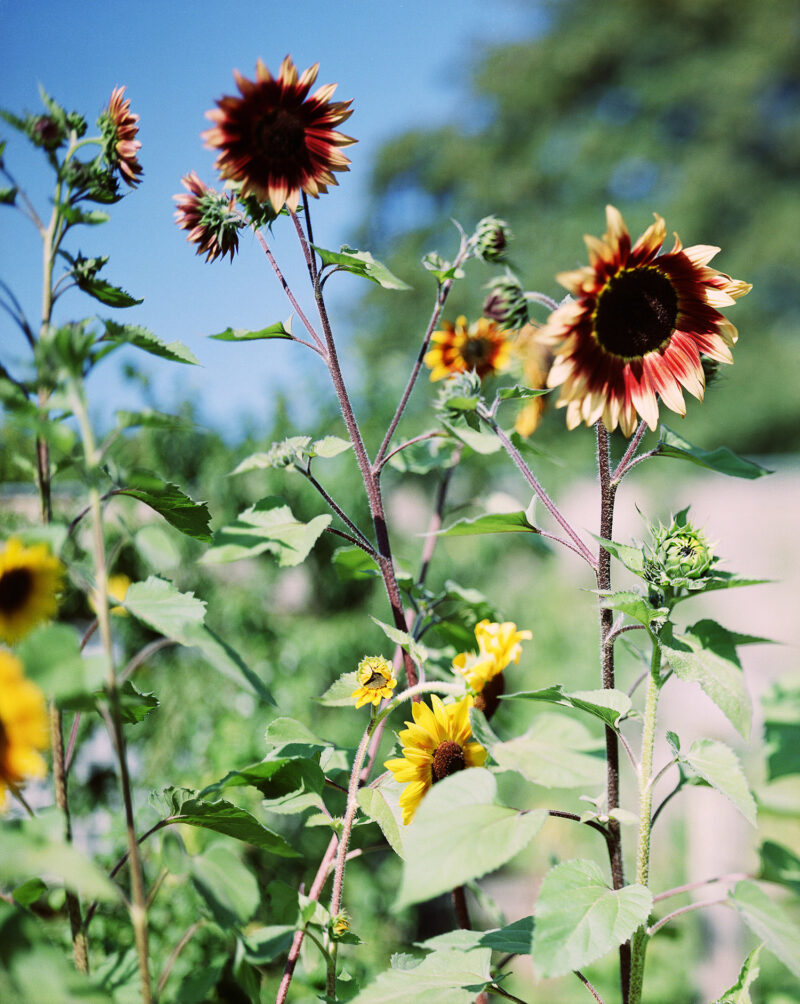 Helle Sonnenblume – N° 1, Winterthur 1991 Chromogenic print 84,0 x 66,0 cm © Thomas Struth