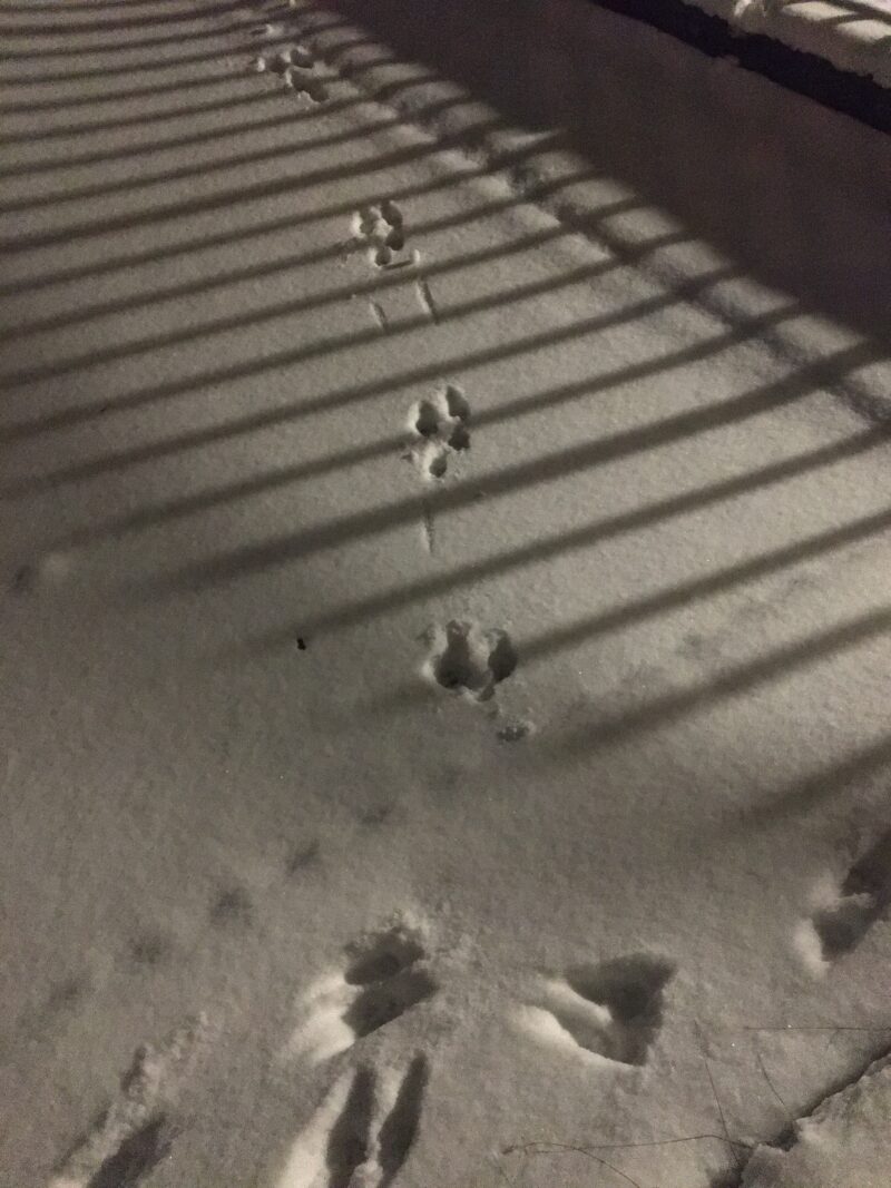 squirrel and marten tracks on the terrace, Photo: Christine Wunnicke