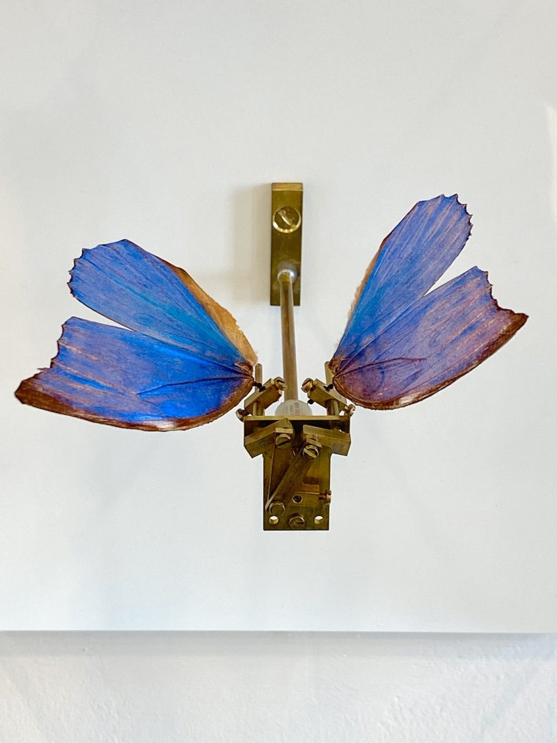 Eine Installation an einer weißen Wand, mit zwei blauen Schmetterlingflügeln.