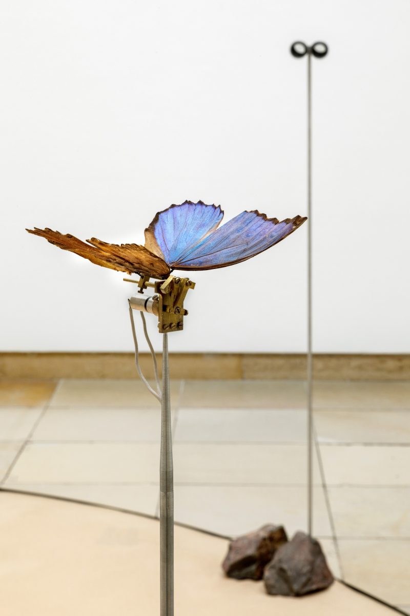 One exhibition view shows a blue butterfly on a stick, with binoculars in the background.